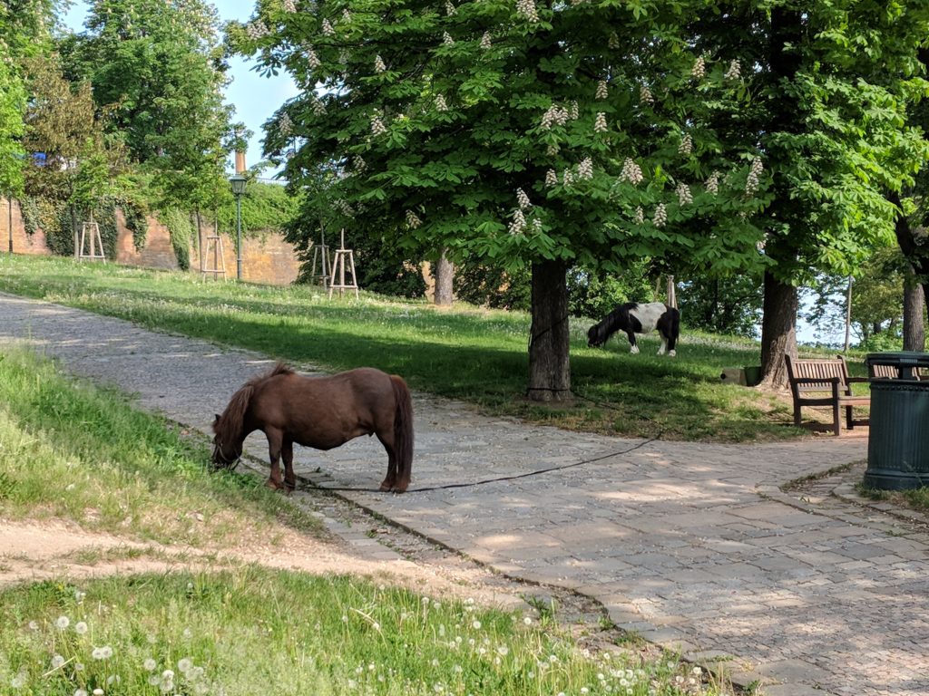 a horse grazing on a path by a tree