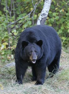 a black bear standing in grass