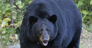 a black bear standing in grass