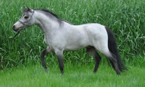a horse standing in grass
