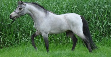 a horse standing in grass