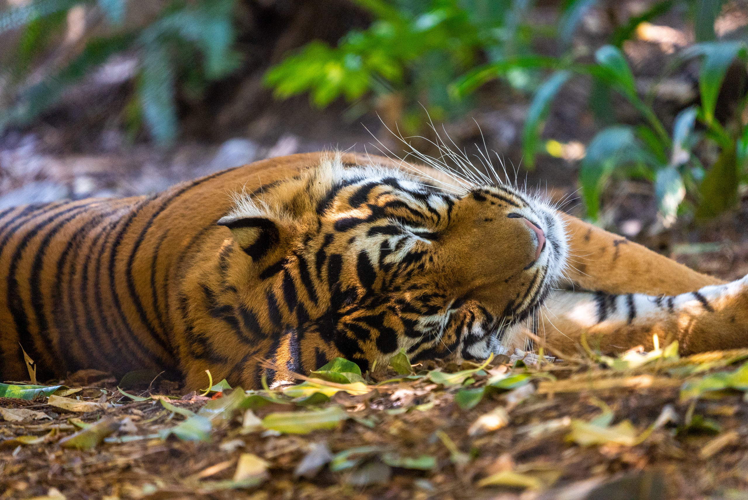 a tiger lying on the ground