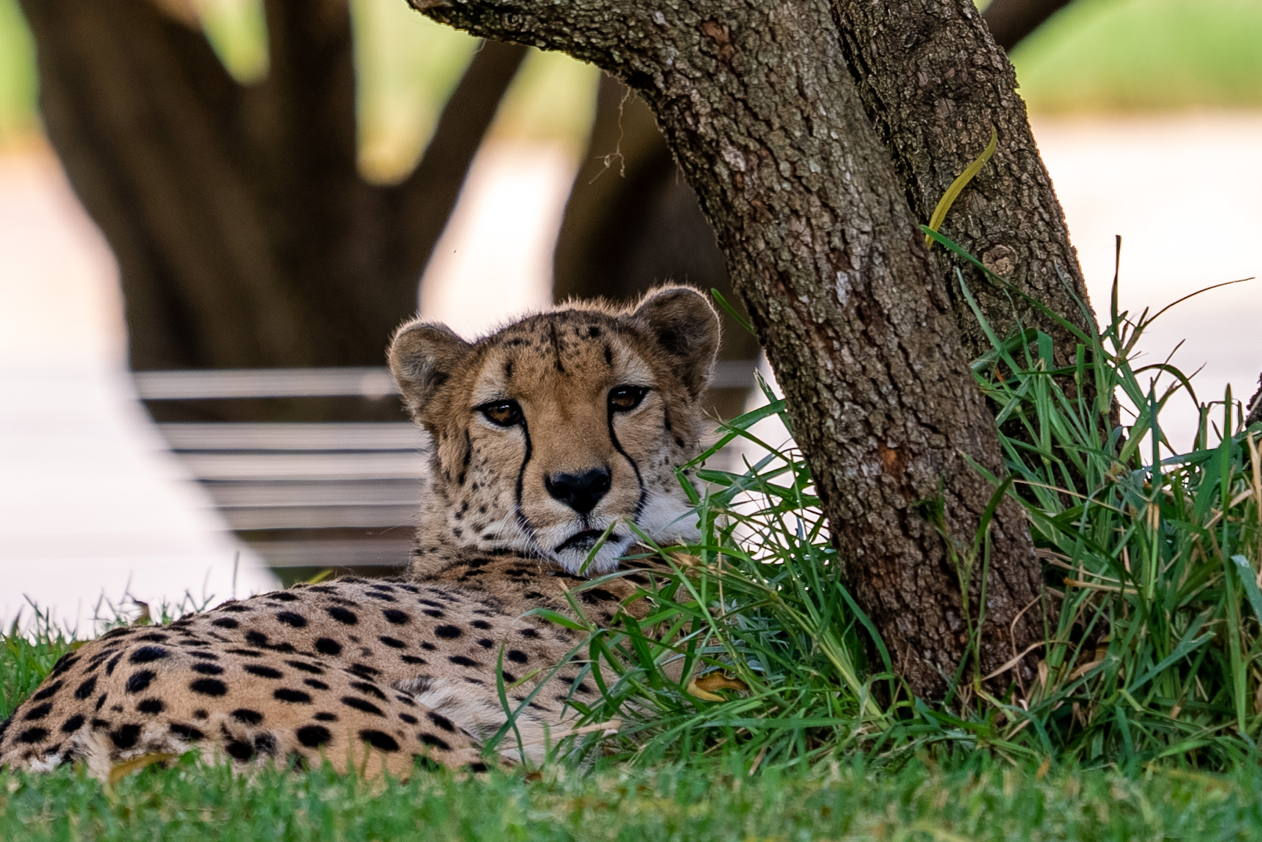 a cheetah lying under a tree