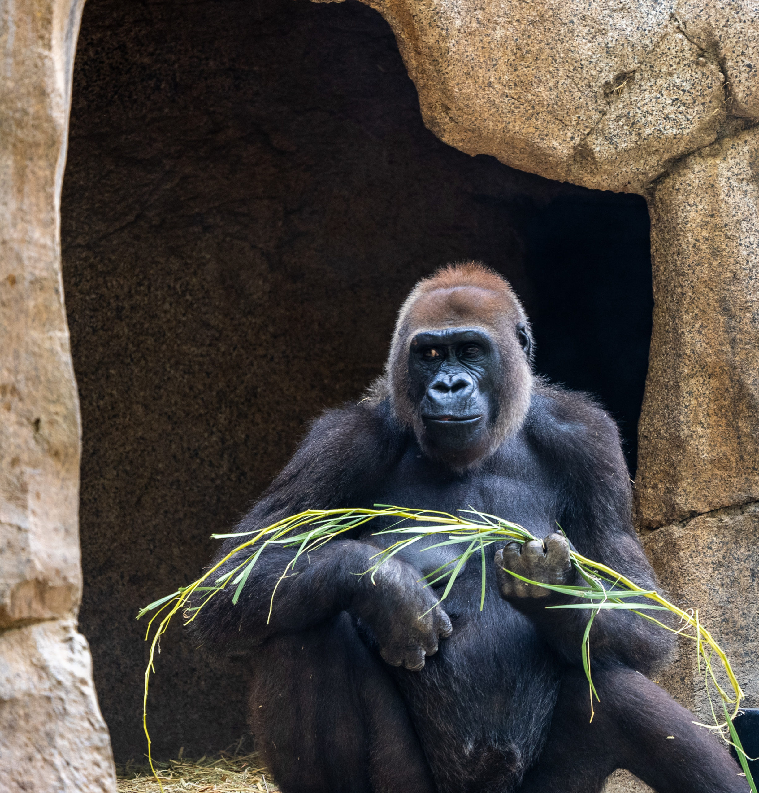 a gorilla sitting in a cave eating grass