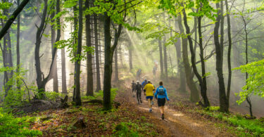 a group of people walking in a forest