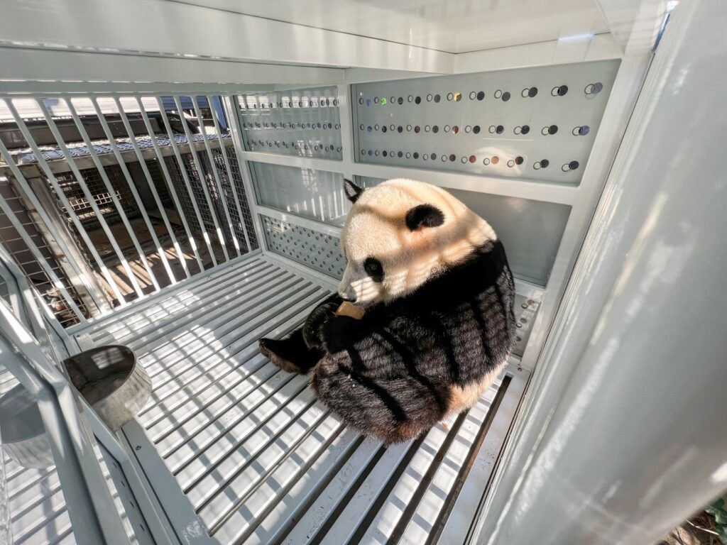 a panda bear in a cage