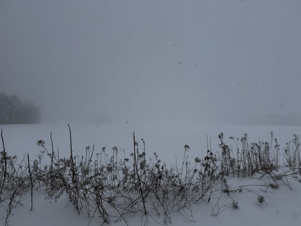 A snowy landscape with a field covered in snow. In the foreground, there are dry, leafless plants and twigs protruding from the snow. The background is obscured by falling snow, creating a misty, overcast atmosphere.